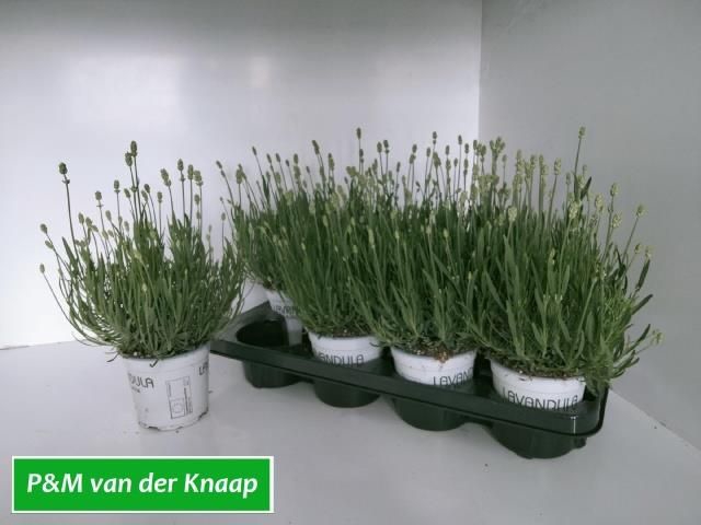 <h4>LAVAN IN EDELWEISS</h4>