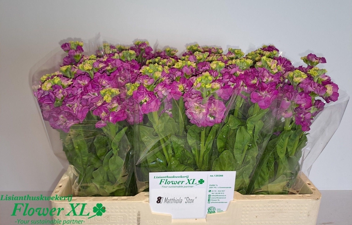 <h4>MATTH STOX DEEP ROSE</h4>