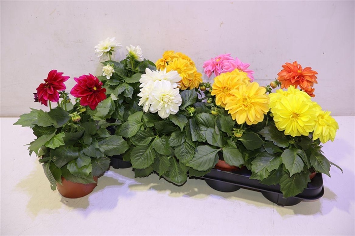 <h4>Dahlia Royal Gem</h4>