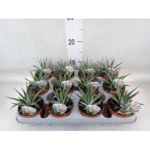 Haworthia fasciata 'Big Band'
