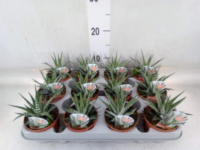 <h4>Haworthia fasciata 'Big Band'</h4>