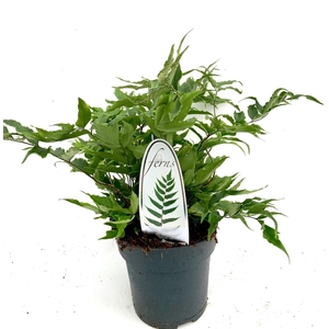 Cyrtomium fortunei clivicola