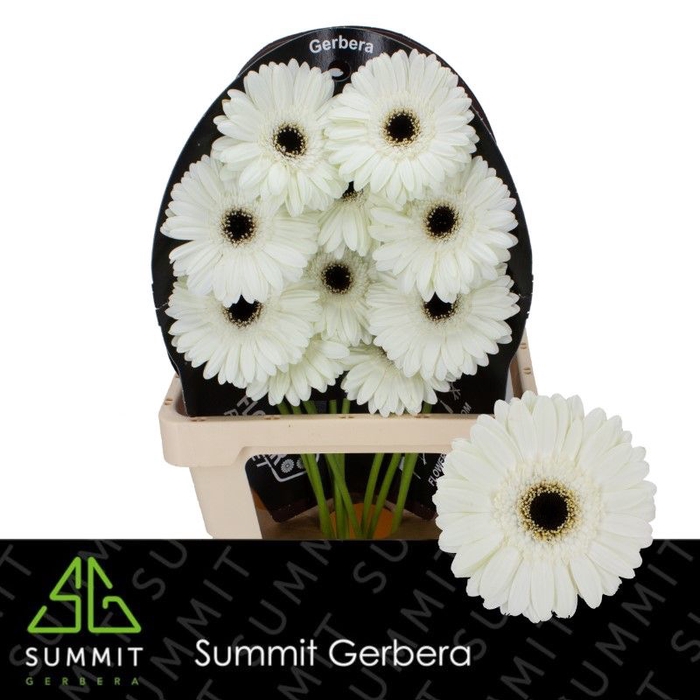 Gerbera White House Flowerracket