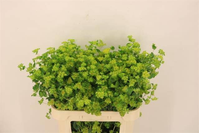 <h4>BUPLEURUM ROTUNDIFOL</h4>