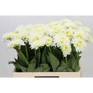 Dahlia Snow Cap