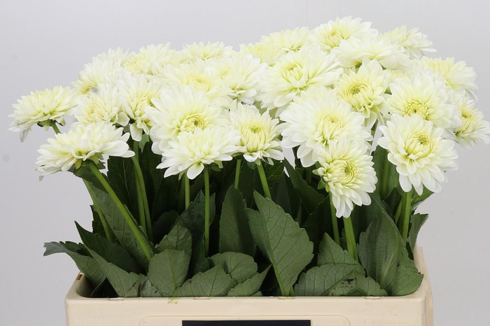 <h4>Dahlia Snow Cap</h4>