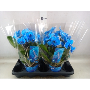 Phalaenopsis   ...
