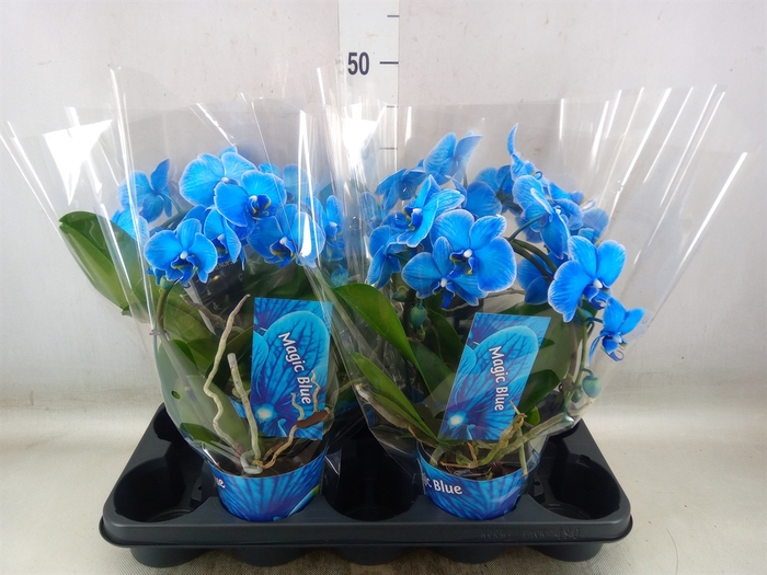<h4>Phalaenopsis   ...</h4>