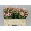Bouv En Sweet Jewel