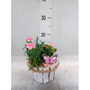 Arr.   Tuinplanten L%