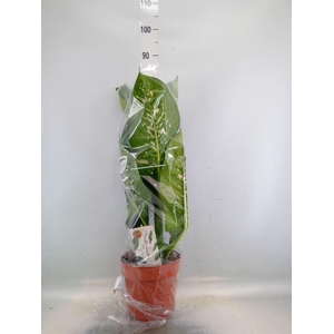 Dieffenbachia seg. 'Caiman'