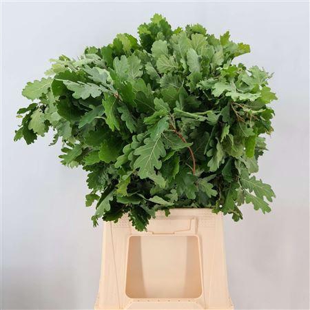 <h4>Quercus Rubra Neutro</h4>