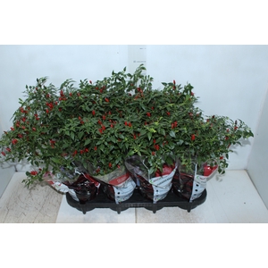 PIMENTA MALAGUETINHA P14