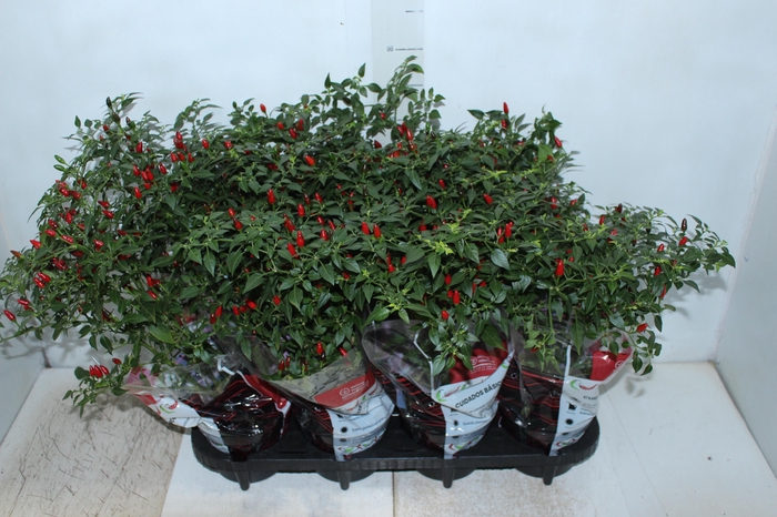 <h4>PIMENTA MALAGUETINHA P14</h4>