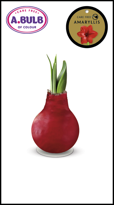 <h4>A.BULB of Colour - 28cm Red Waxed</h4>