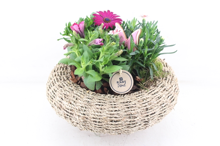 <h4>arr4 Outdoor PL - Mand op pootjes XL</h4>