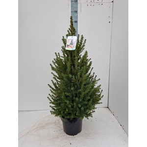 PICEA GL CONICA