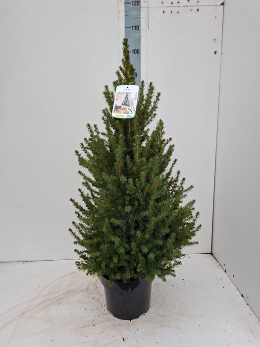 <h4>PICEA GL CONICA</h4>