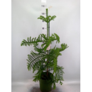 Araucaria heterophylla