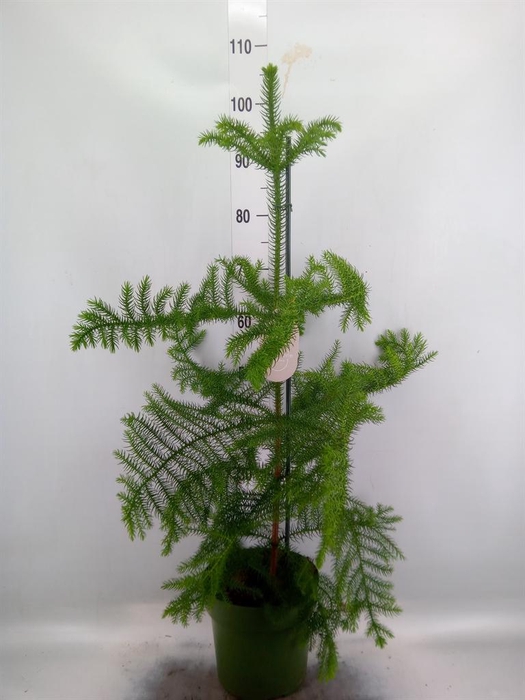 <h4>Araucaria heterophylla</h4>