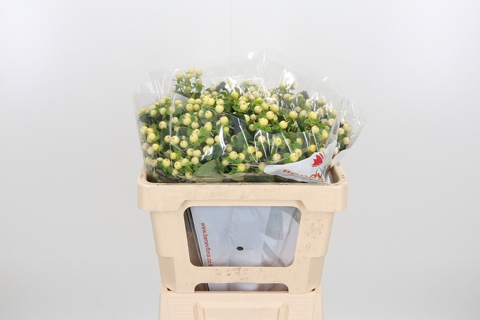 <h4>Hyp Mag Snowprince</h4>