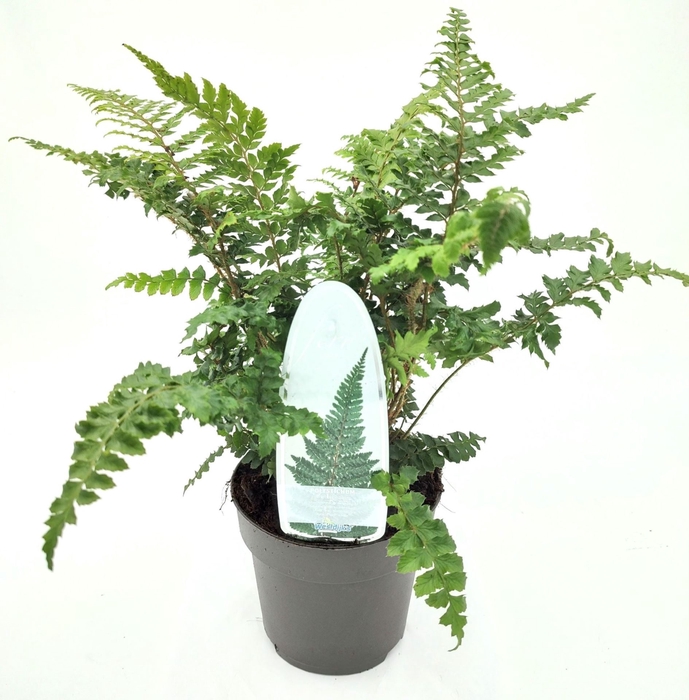 Polystichum polyblepharum