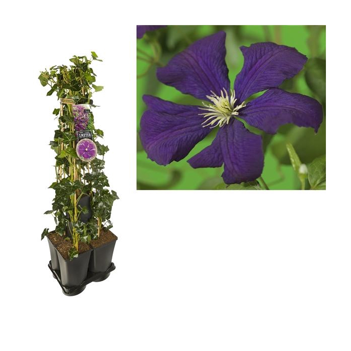 <h4>1 m. privacy mix Hedera + Clematis vit. 'Etoile Violette' +label</h4>