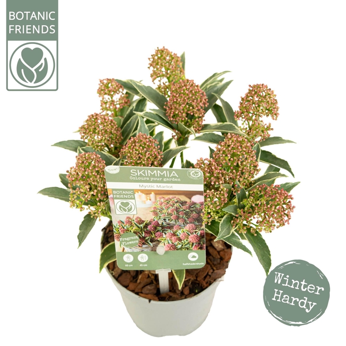 <h4>Skimmia japonica 'Mystic Marlot' 5+bloem</h4>