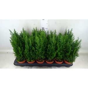 Chamaecyparis laws. 'Ellwoodii'