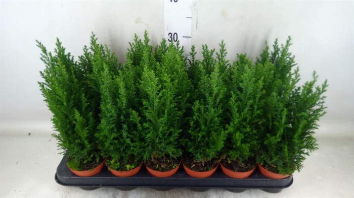 <h4>Chamaecyparis laws. 'Ellwoodii'</h4>