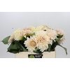 Dahlia Cafe Au Lait