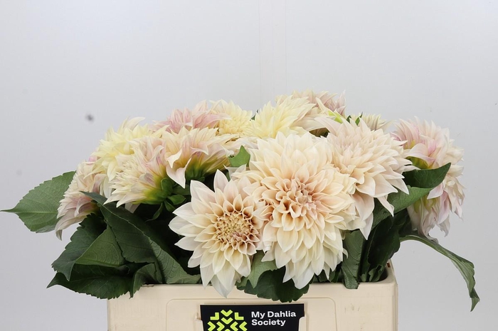 Dahlia Cafe Au Lait
