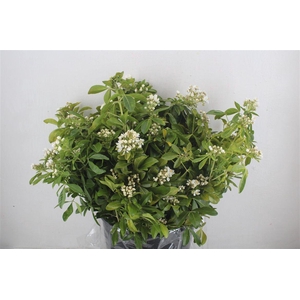 Chiosia Flower P Bunch