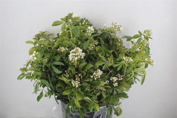 <h4>Chiosia Flower P Bunch</h4>
