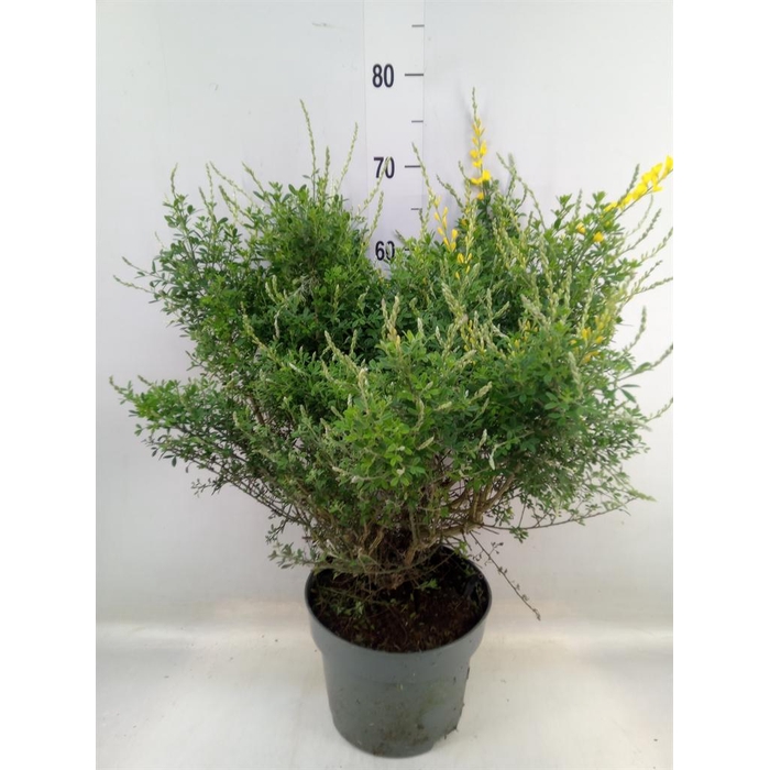 <h4>Genista spachiana</h4>