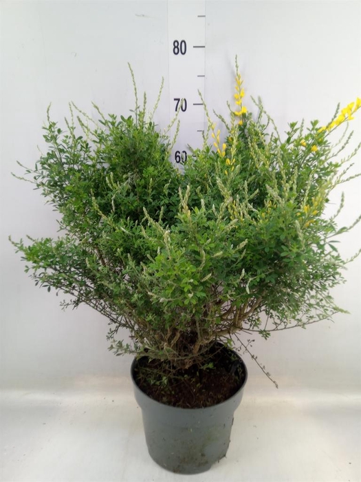 Genista spachiana