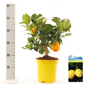 Citrus meyeri Lemon bush/stem