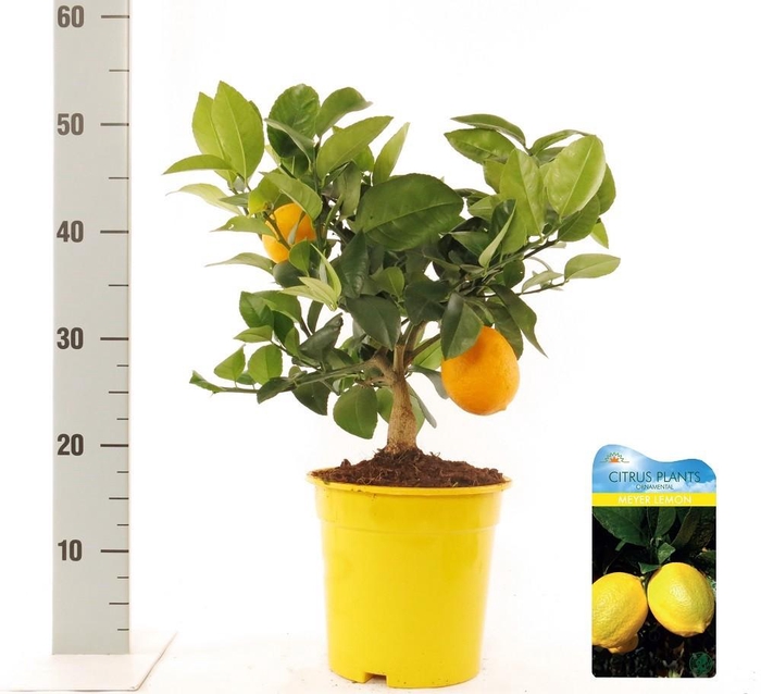 <h4>Citrus meyeri Lemon bush/stem</h4>