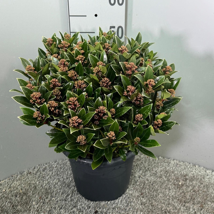 <h4>Skimmia japonica 'Antarctica'</h4>