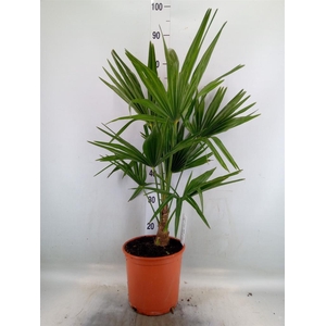 Trachycarpus fortunei