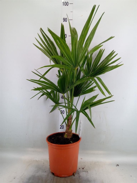 <h4>Trachycarpus fortunei</h4>