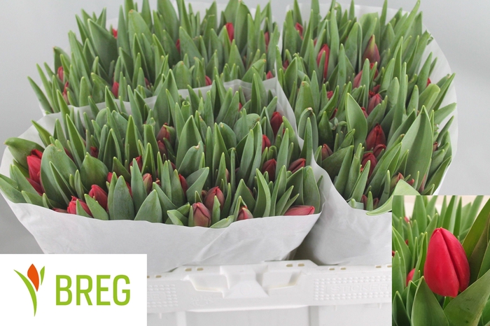 <h4>TU EN RED STONE</h4>