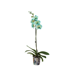 Potcover I Am Coloured Phal I Am Bonaire 1T9+ (24 uur levertijd)