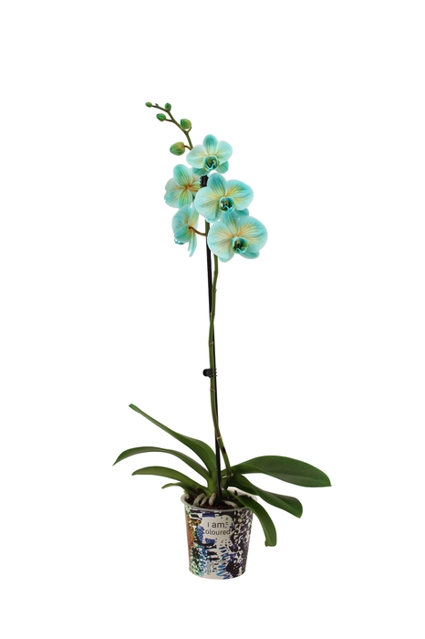<h4>Potcover I Am Coloured Phal I Am Bonaire 1T9+ (24 uur levertijd)</h4>