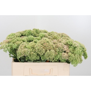 Sedum Herbstfreud Gr
