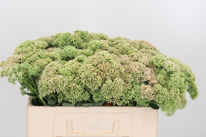 <h4>Sedum Herbstfreud Gr</h4>