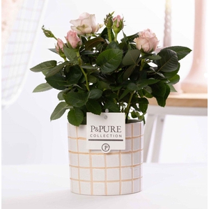 Rosa light pink in P&PURE Tirza ceramics