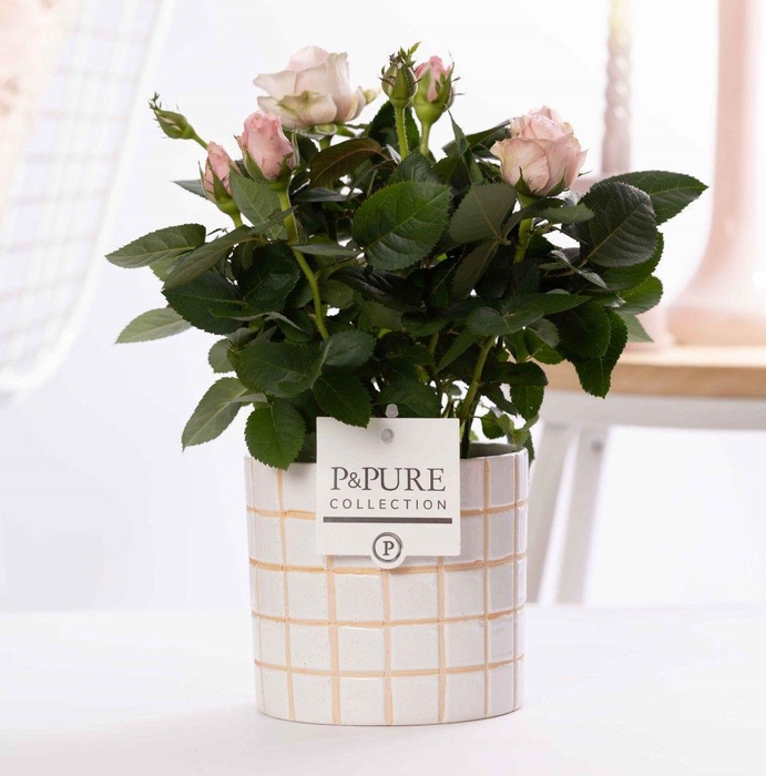 <h4>Rosa light pink in P&PURE Tirza ceramics</h4>