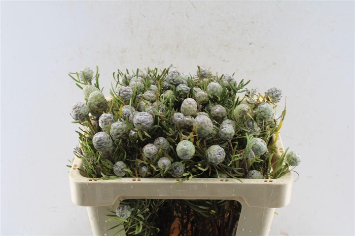 <h4>Leucad Galpinii</h4>