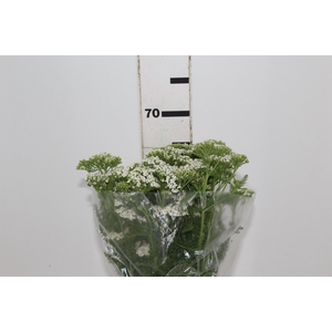 ACHILLEA MILLEFOLIUM BRANCO 070 CM